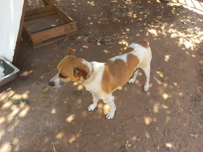 Cachorro ra a SRD-ViraLata idade 5 anos nome Akira