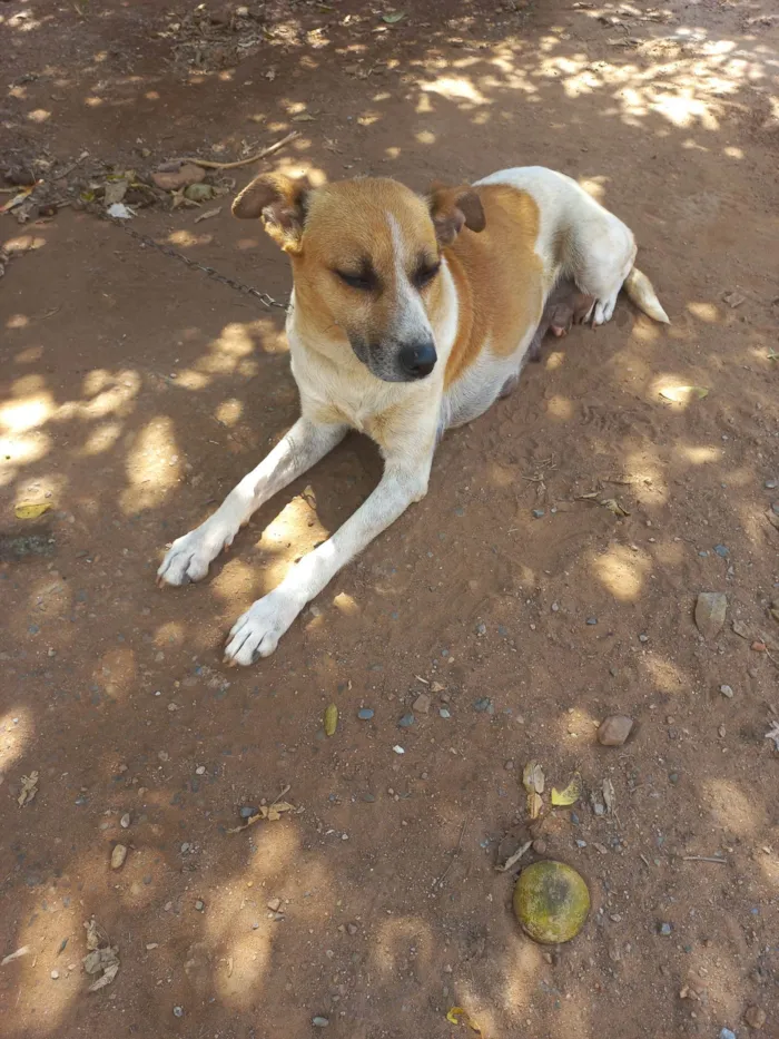 Cachorro ra a SRD-ViraLata idade 5 anos nome Akira