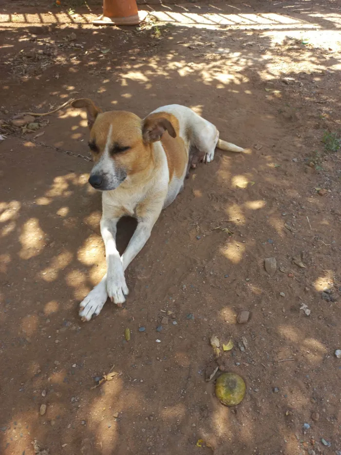 Cachorro ra a SRD-ViraLata idade 5 anos nome Akira