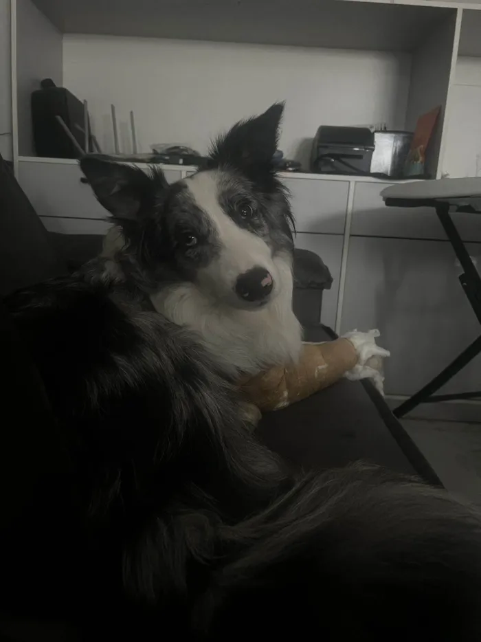 Cachorro ra a Border collie idade 1 ano nome Loki