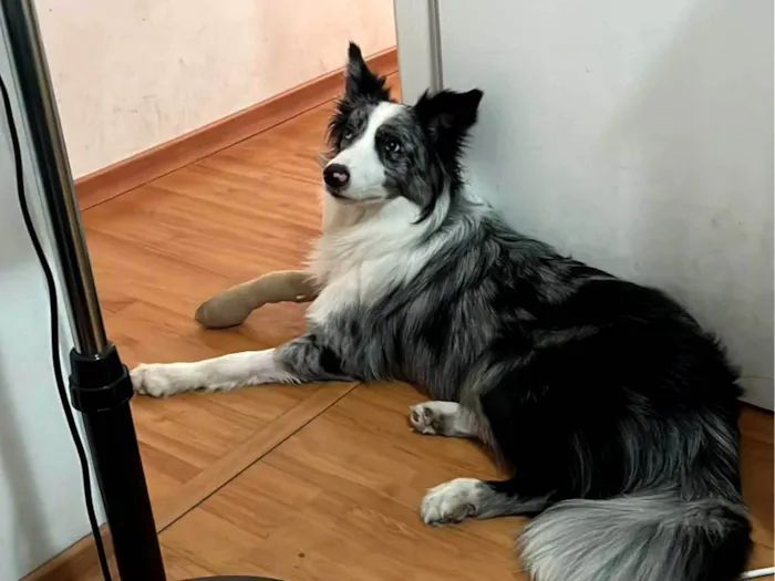 Cachorro ra a Border collie idade 1 ano nome Loki