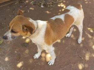 Cachorro raça SRD-ViraLata idade 5 anos nome Akira