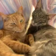 Mari e Baby
