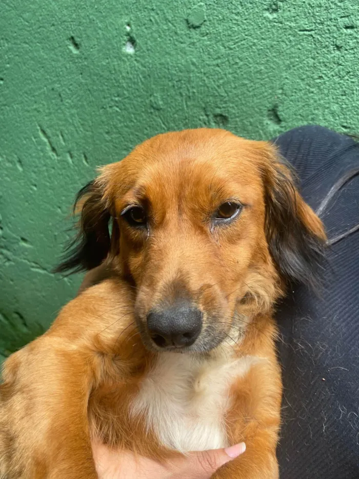 Cachorro ra a SRD-ViraLata idade 7 a 11 meses nome Sem nome