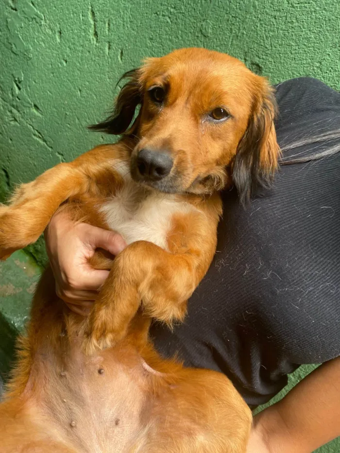 Cachorro ra a SRD-ViraLata idade 7 a 11 meses nome Sem nome