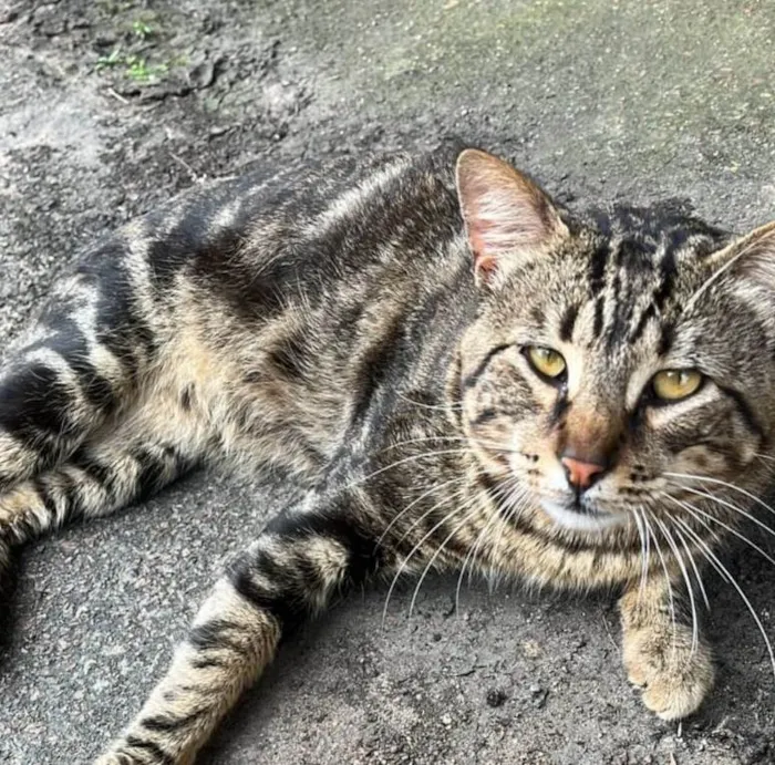 Gato ra a SRD-ViraLata idade 2 anos nome ROMEU