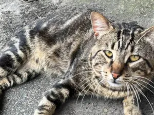 Gato raça SRD-ViraLata idade 2 anos nome ROMEU