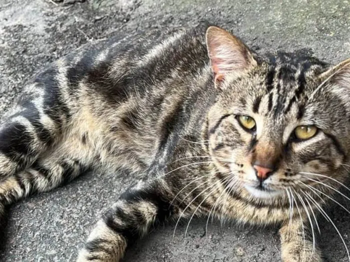 Gato ra a SRD-ViraLata idade 2 anos nome ROMEU