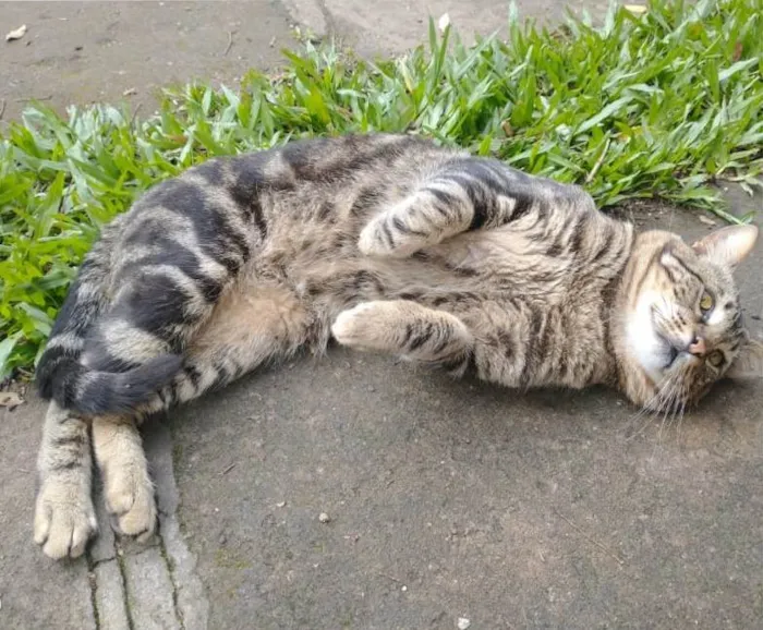 Gato ra a SRD-ViraLata idade 2 anos nome ROMEU