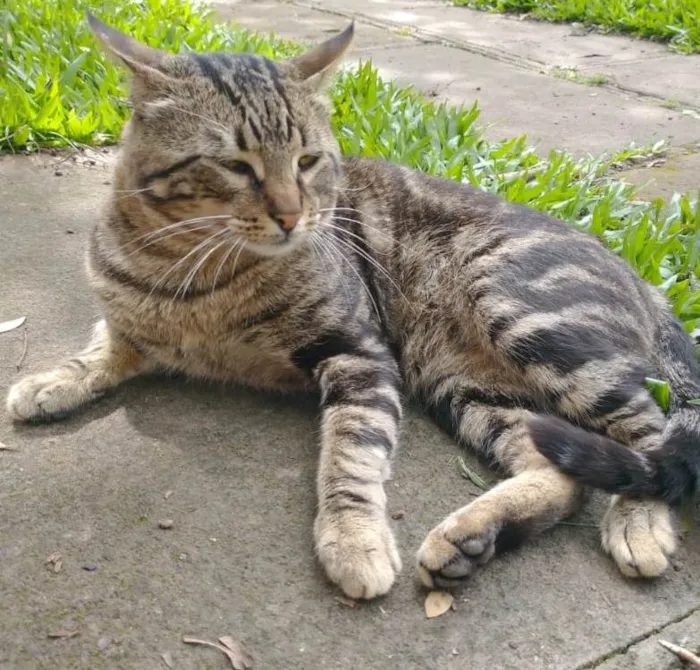 Gato ra a SRD-ViraLata idade 2 anos nome ROMEU