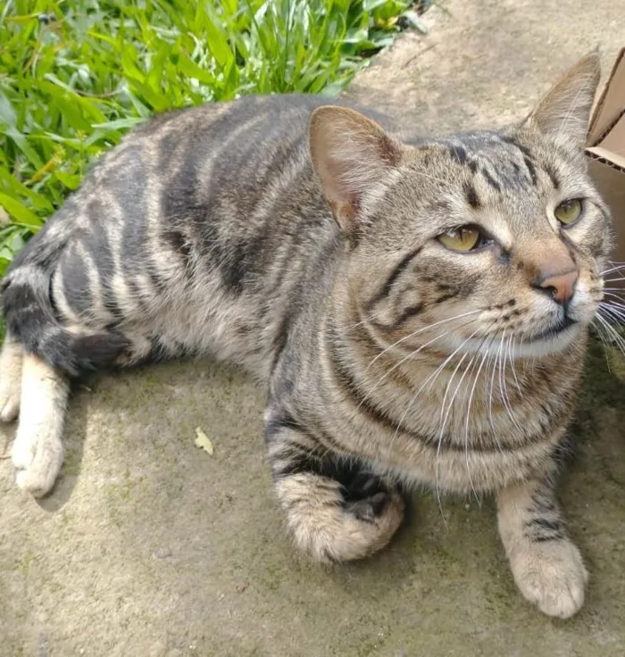 Gato ra a SRD-ViraLata idade 2 anos nome ROMEU