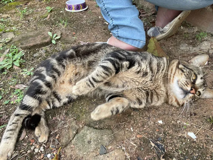 Gato ra a SRD-ViraLata idade 2 anos nome ROMEU