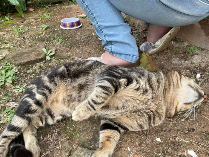 Gato ra a SRD-ViraLata idade 2 anos nome ROMEU