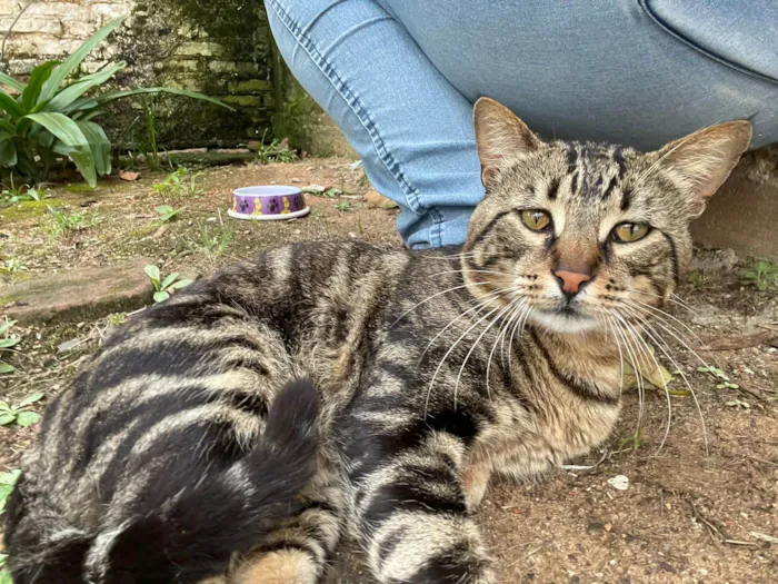 Gato ra a SRD-ViraLata idade 2 anos nome ROMEU