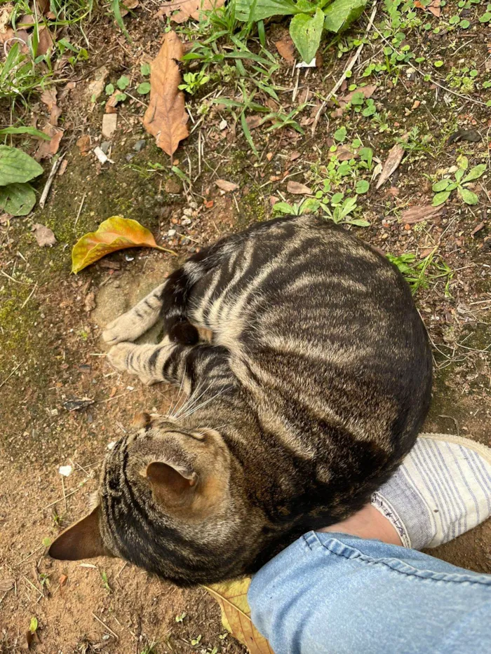 Gato ra a SRD-ViraLata idade 2 anos nome ROMEU