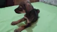 Flor/Lua/ Lillo/Théo e Ben