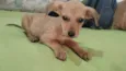 Flor/Lua/ Lillo/Théo e Ben