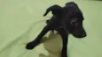 Flor/Lua/ Lillo/Théo e Ben
