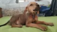 Flor/Lua/ Lillo/Théo e Ben