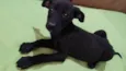Flor/Lua/ Lillo/Théo e Ben