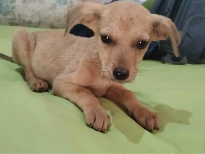Cachorro ra a SRD-ViraLata idade 2 a 6 meses nome Flor/Lua/  Lillo/Théo e Ben