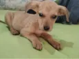Flor/Lua/ Lillo/Théo e Ben