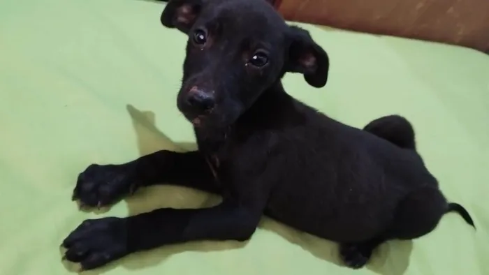 Cachorro ra a SRD-ViraLata idade 2 a 6 meses nome Flora/Lua/Lillo/ Ben e Theo