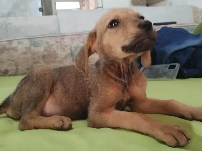 Cachorro ra a SRD-ViraLata idade 2 a 6 meses nome Flora/Lua/Lillo/ Ben e Theo
