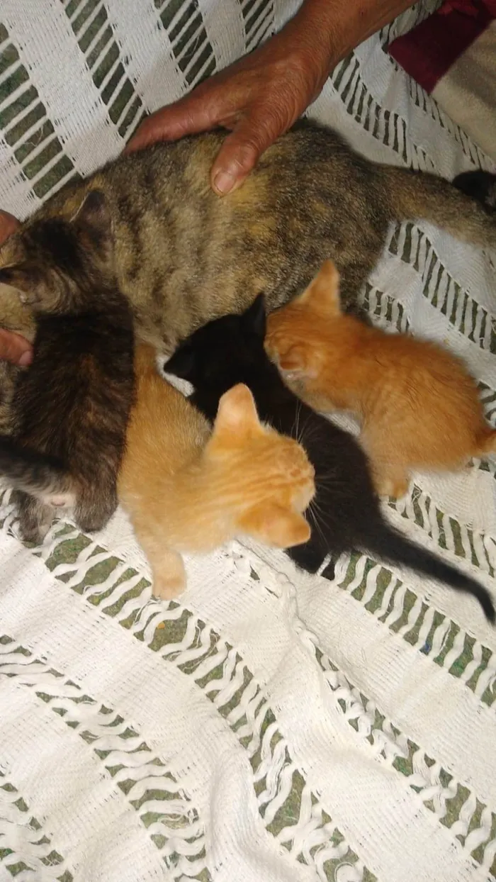 Gato ra a Não sei idade Abaixo de 2 meses nome Não tem nome