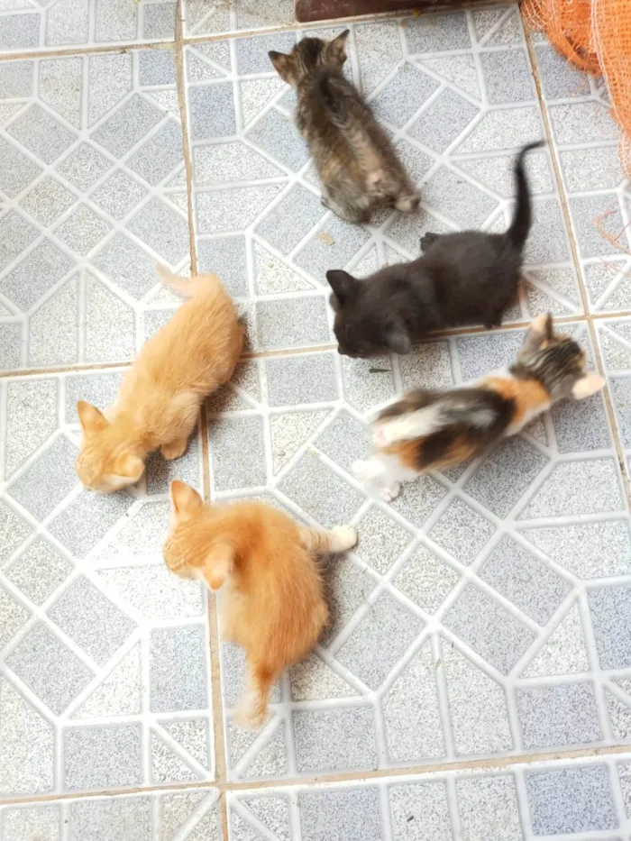 Gato ra a Não sei idade Abaixo de 2 meses nome Não tem nome