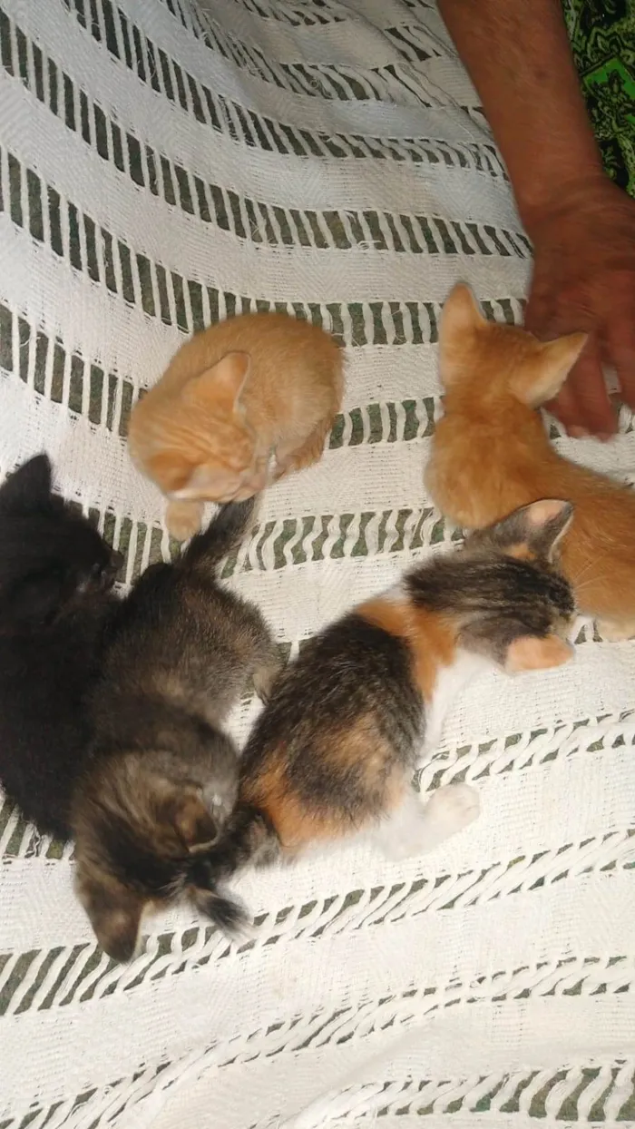 Gato ra a Não sei idade Abaixo de 2 meses nome Não tem nome