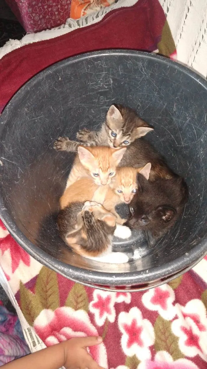 Gato ra a Não sei idade Abaixo de 2 meses nome Não tem nome