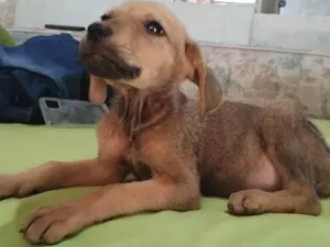 Cachorro raça SRD-ViraLata idade 2 a 6 meses nome Flora/Lua/Lillo/ Ben e Theo