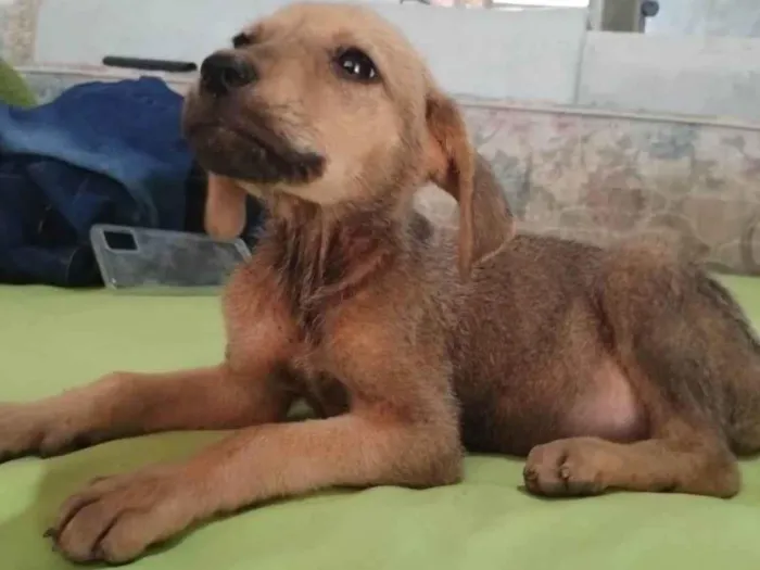 Cachorro ra a SRD-ViraLata idade 2 a 6 meses nome Flora/Lua/Lillo/ Ben e Theo