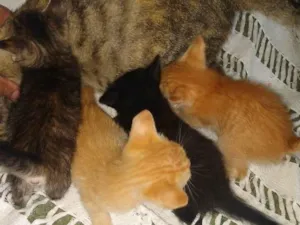 Gato raça Não sei idade Abaixo de 2 meses nome Não tem nome