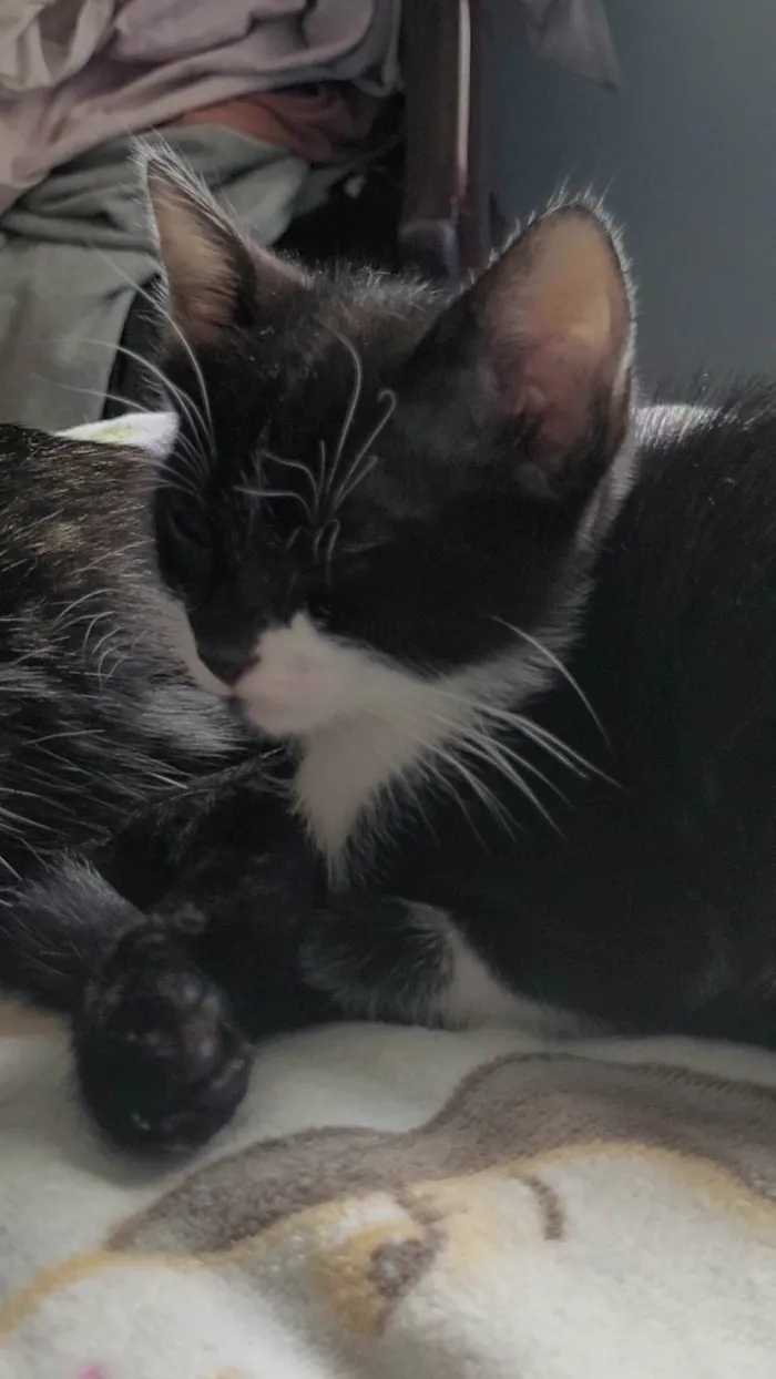 Gato ra a SRD-ViraLata idade Abaixo de 2 meses nome Sem nome