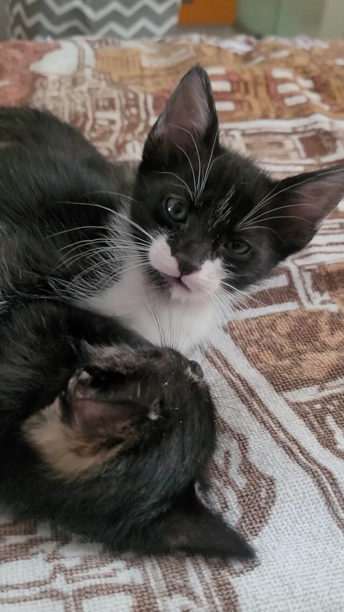 Gato ra a SRD-ViraLata idade Abaixo de 2 meses nome Sem nome