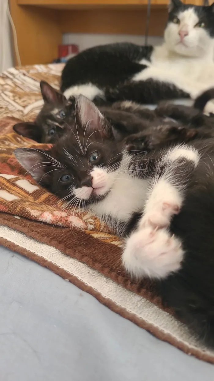 Gato ra a SRD-ViraLata idade Abaixo de 2 meses nome Sem nome