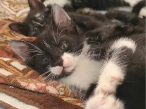 Gato raça SRD-ViraLata idade Abaixo de 2 meses nome Sem nome