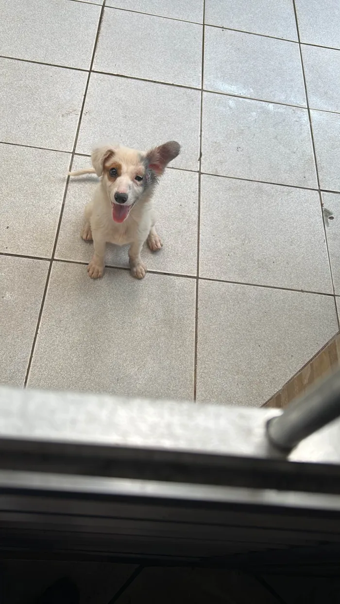 Cachorro ra a SRD-ViraLata idade 2 a 6 meses nome Menina