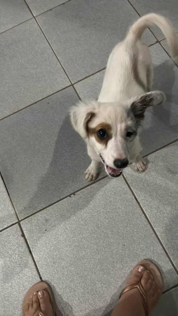 Cachorro ra a SRD-ViraLata idade 2 a 6 meses nome Menina