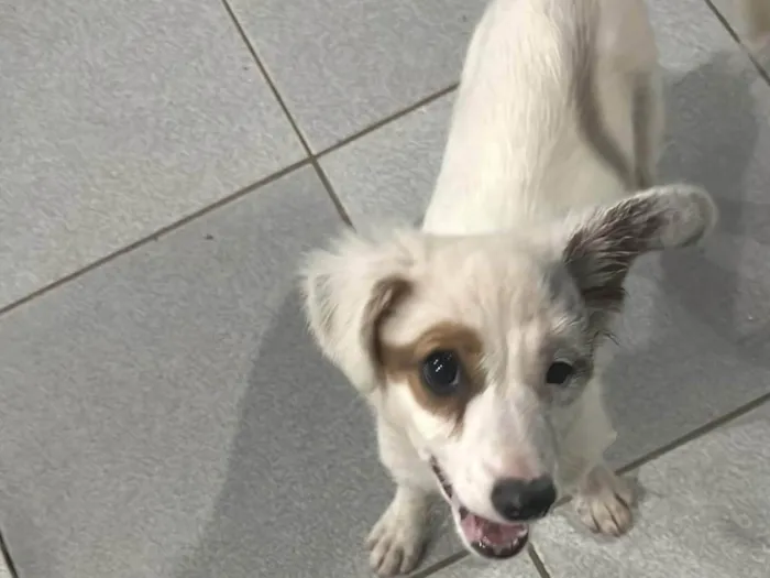 Cachorro ra a SRD-ViraLata idade 2 a 6 meses nome Menina