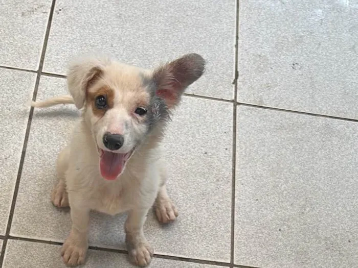 Cachorro ra a SRD-ViraLata idade 2 a 6 meses nome Menina