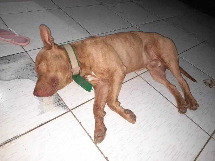 Cachorro ra a Pit-Bull idade 1 ano nome Argos