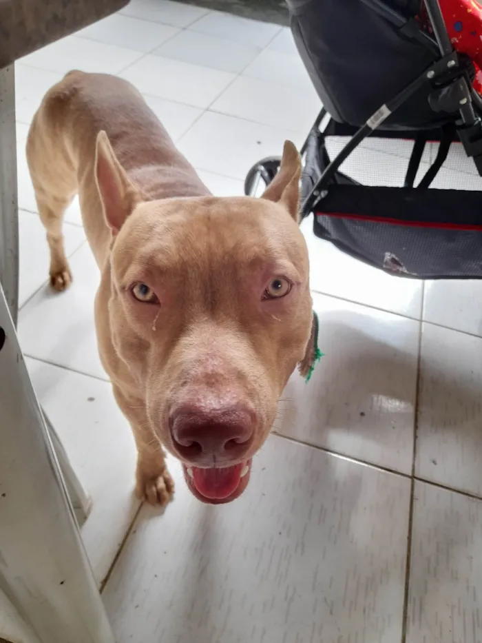 Cachorro ra a Pit-Bull idade 1 ano nome Argos