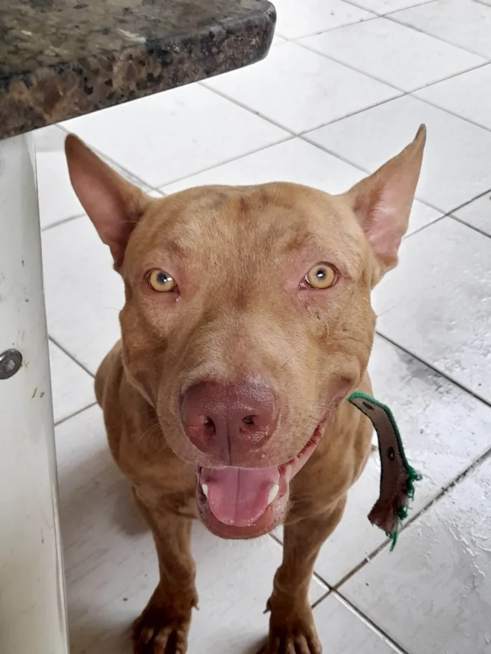 Cachorro ra a Pit-Bull idade 1 ano nome Argos