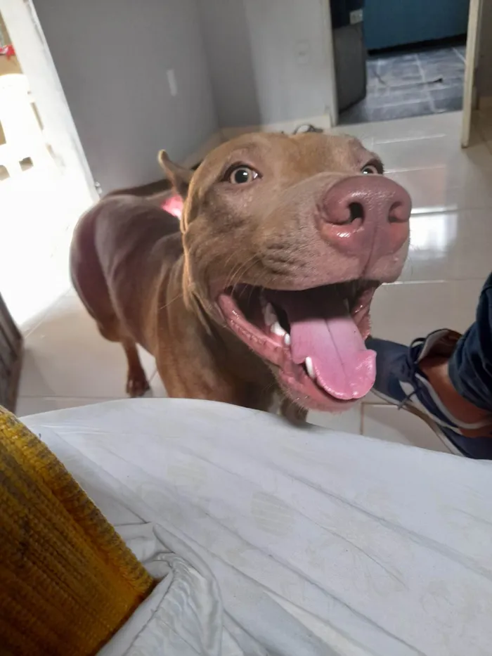 Cachorro ra a Pit-Bull idade 1 ano nome Argos