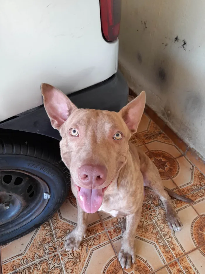 Cachorro ra a Pit-Bull idade 1 ano nome Argos