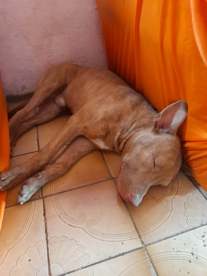 Cachorro ra a Pit-Bull idade 1 ano nome Argos