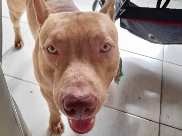 Cachorro ra a Pit-Bull idade 1 ano nome Argos